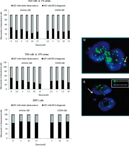 FIG. 6. Ratio of micronuclei (MN) containing whole chromosomes (centromere positive) to DNA fragments (centromere negative) for TK6 cells exposed to QDs.Pancentromeric staining in TK6 and HFF-1 cells exposed to amine- and carboxyl-QDs for 24 h in (A) TK6 c