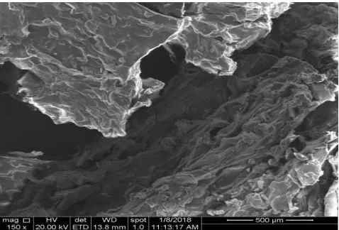 Figure 6. SEM image for CS/CuNPs. 