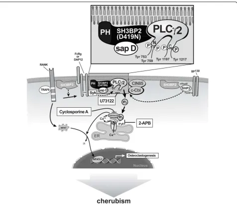 Figure 2 Schematic diagram of SH3BP2 interactions and pathway for SH3BP2-induced increase in osteoclastogenesis.