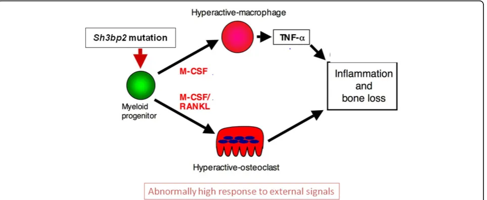 Figure 3 The role of TNF-a, M-CSF and RANKL in the pathogenesis of cherubism. (Modified after Ueki et al., 2007)