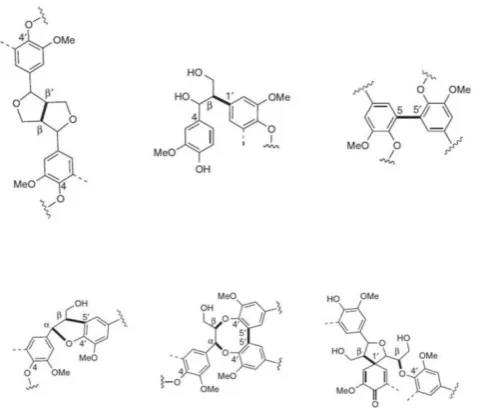 Figure 2. Most common monolignol linkages. First line: ether bonds (ß-O-4’, α-O-4’, 4-O-5’); second line: C-C-bonds (ß-ß’, ß-1’, 5-5’), and third line: more complex linkages (ß-5’/ α-O-4’, 5-5’/ ß-O-4’/ α-O-4’, ß-1’/ ß-O-4’)