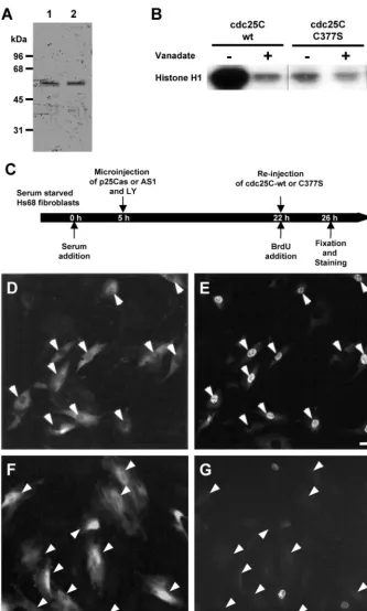 Figure 6.Active cdc25C restores S-phase�incdc25C-antisensecells.Wild-typecdc25C and mutant cdc25C-C377S wereexpressed in E