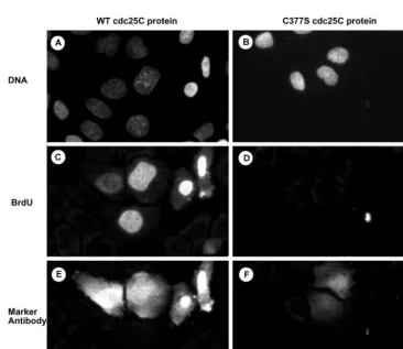 Table 2. DNA synthesis in antisense-cdc25C injected cells following cdc25C protein microinjection.