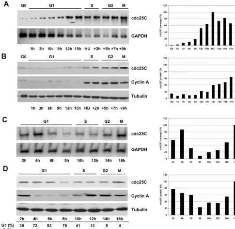 Figure 1.S/G2-speciﬁc expression of cdc25C in human cell lines. (A and B) Hs68 ﬁbroblasts were synchronized by serum starvation for G1percentage of maximal measured value)