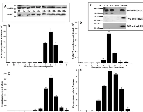 Figure 2.cdc25C activity transiently increases during S-phase. (A). HeLa cells were synchronized before S-phase by double thymidineblock