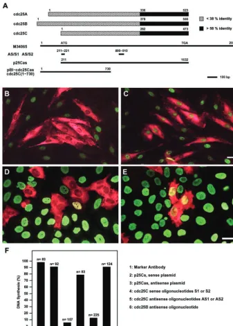 Figure 3.Microinjection of antisense-cdc25C�graphs of cells double-stained for marker an-tibody (red) and BrdU (green)