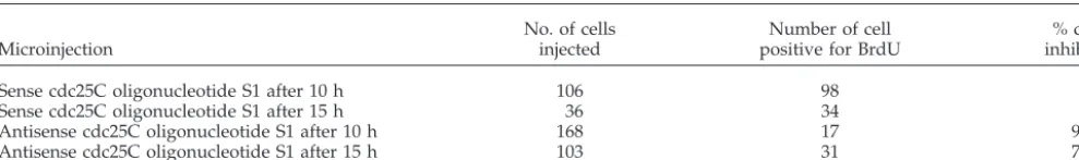Table 1. Inhibition of DNA synthesis by antisense-cdc25C oligonucleotides in mid- and late-GI