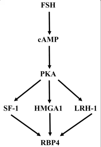 Fig. 8 Schematic overview of the proposed pathway involved in the induction of Rbp4 by FSH
