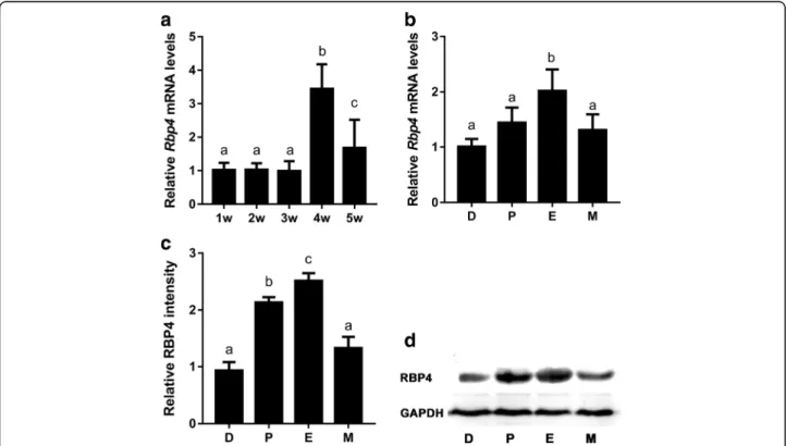 Fig. 1 Dynamic expression of Rbp4 in mouse ovaries during the different stages of development and the estrous cycle