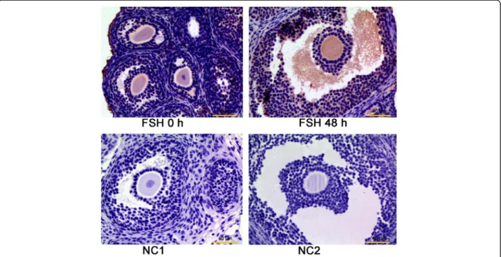 Fig. 3 Localization of RBP4 protein in the ovaries of the immature mice (3 weeks of age) treated with or without FSH for 48 h