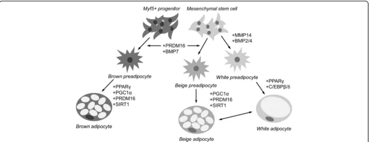 Fig. 1 Developmental origins of white, brown and beige adipocytes. Beige adipocytes are derived from mesenchymal stem cells (Myf5 − ) and are closely related to white adipocytes, while brown adipocytes are derived from Myf5 + precursor cells and are closel