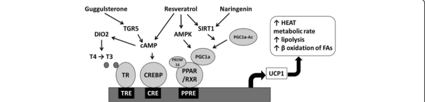 Fig. 2 Model for the induction of browning by phytochemicals. Guggulsterone binds to TGR5 and increases the expression of DIO2 which in turn enhances T3 levels leading to the induction of beiging