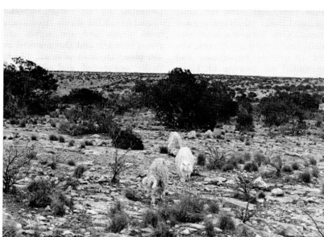 Figure 1 is a photograph 