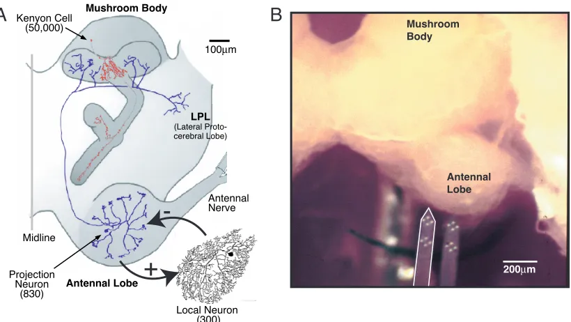 Figure 1.2. A(1999); MacLeod and Laurent (1996).](KCs) and local ﬁeld potentials (LFPs) were recorded in the mushroom body using either, schematic of olfactory cells in the locust brain