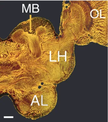 Figure 3.1. Olfactory circuits: Transverse section of the locust brain (left half, Bodian stain).with projections to the mushroom body (MB) and the lateral horn (LH)