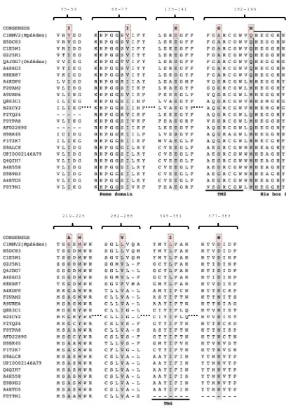 Figure 2.3: The segments of the alignment of algal and unicellular Δ5/Δ6 desaturases. segments in relation to the sequence of MpΔ6des were labelled above the segments using the numbering of MpΔ6des.The ten consensus substitutions shaded in pink