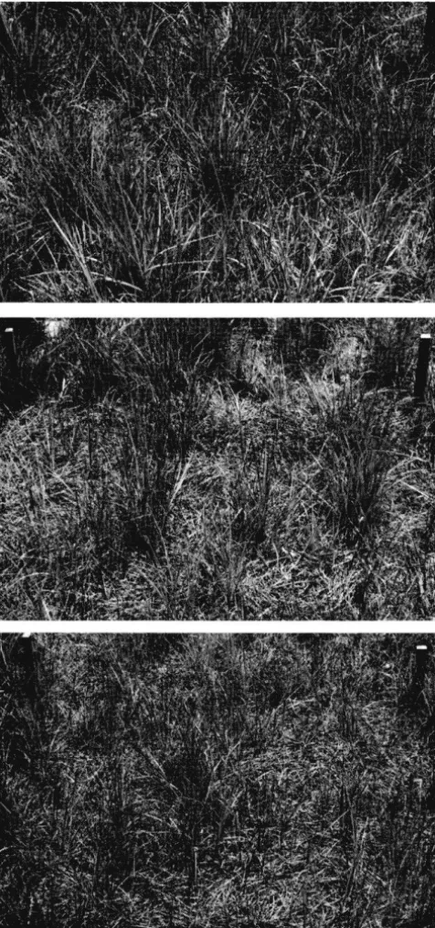Table 3. Bluestem floweraalk density on longleaf pine- blucstem range in September after treatment in March