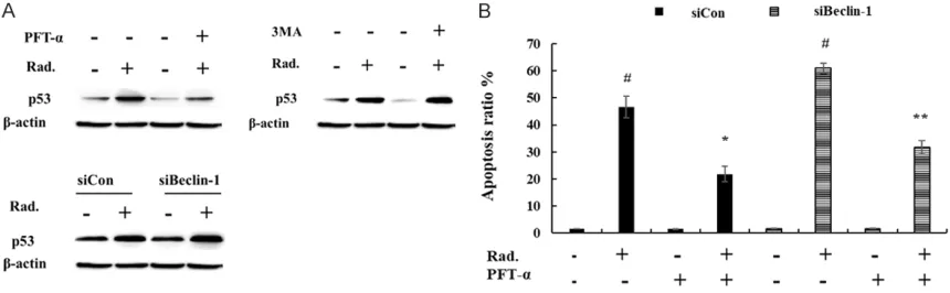 Figure 4. X-ray-induced autophagy can resist apoptosis in SW579 cells by P53. A. X-ray-induced autophagy could enhance P53 expression