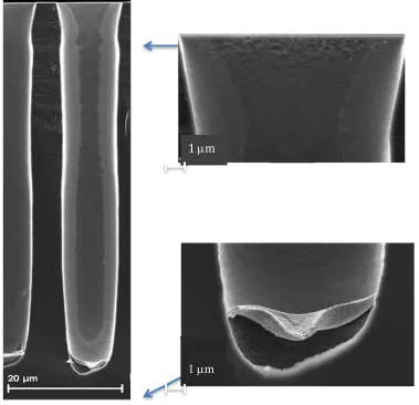 Figure 5. Cross-sectionnal SEM micrograph of (0.3M LNO solution + PEG ) coating with a viscosity value of 40 mPa·s