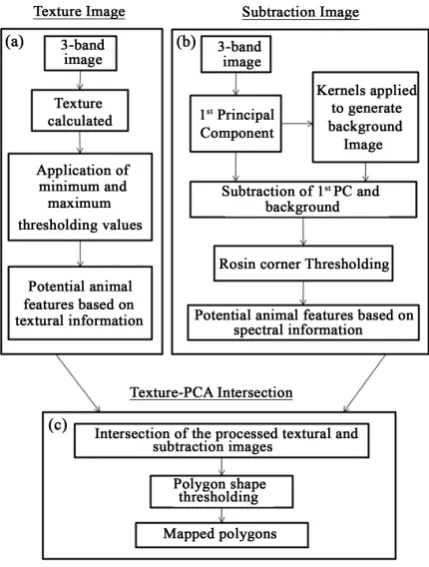 Figure 3. Outline of the steps taken in a multi-image, multi-step technique to identify animals in aerial imagery (a) Outlines generation of a texture image; (b) Outlines the principal components analysis (PCA) and background subtraction, and (c) Outlines 