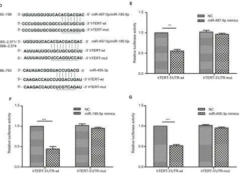 Figure 7 Overexpression of miR-497-5p (A), miR-195-5p (B) and miR-455-3p (C) decreased hTeRT expression at both mRna (left) and protein (right) levels