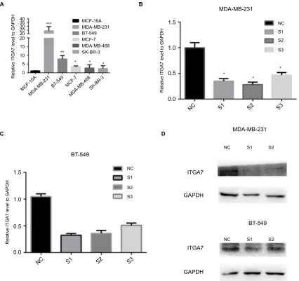 Figure 2 The expression level of Abbreviations: as S1, level in MDA-MB-231 and BT-549