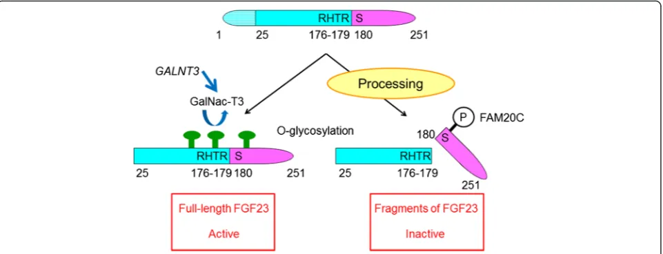Fig. 1 The structure and post-translational modification of FGF23 protein. FGF23 protein is produced as a peptide with 251 amino acids