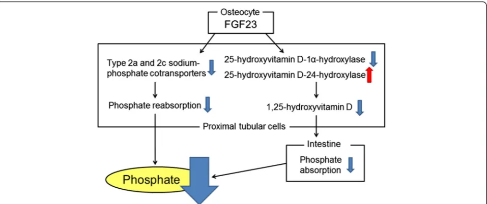 Fig. 2 The activities of FGF23 in the kidney. FGF23 reduces serum phosphate level by suppressing the expression of type 2a and 2c sodium-phosphatecotransporters in the renal proximal tubules