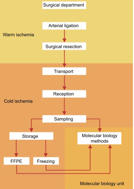 Figure 2 The steps of the preanalytical phase and their matching with the times of warm/cold ischemia.Note: Most steps are possible during cold ischemia, thus reducing as much as possible processing time and ensuring a good tissue quality for molecular testing.Abbreviation: FFPE, formalin-fixed paraffin-embedded.