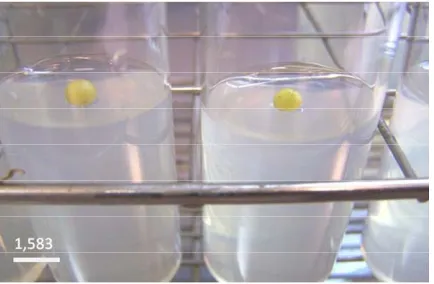 Table 1. Effect of different temperatures on microtuber germination of three potato varieties (Atlas, Aïda and Odessa) after 8 weeks in darkness.in vitro  