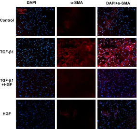 Figure 3. Immunocytochemistry for α-SMA in NECs. The expression of α-SMA (Red) in the TGF-β1 group was significantly higher than in the HGF therapeu-tic group and controls