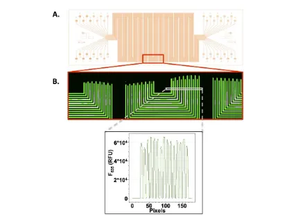 Figure A2B.2. DNA barcode chip layout and validation.  A. The 50 µm barcode chip layout, which encompasses the entire length of a 3” microscope slide