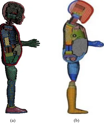 Figure 1. Hybrid III 3YO child dummy FE model (a) and Q3s child dummy FE model (b).    