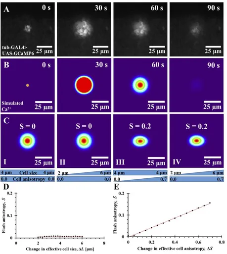 FIGURE 5. (A)flash dynamics. The blue bars represent the imposed variation in cell size (upper) and fractional anisotropy (lower) across the spatial domain