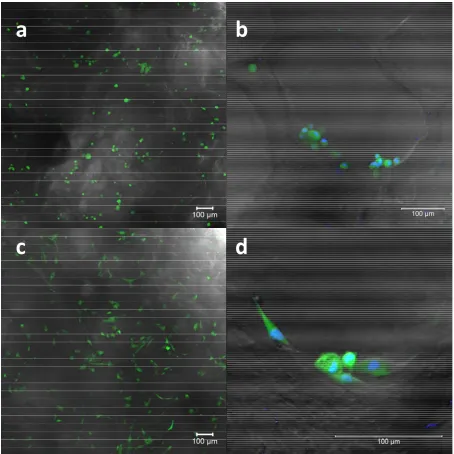 Figure S5.  Initial stage of hMSC adhesion on G10_LNCO3. MSCs were stained with CFSE 