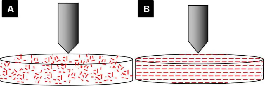 Figure 7. Schematic feature of fibers oriented (A) randomly (produced by right angle extruder); (B) organized perpendicular to direction of load (produced by 160° extruder)