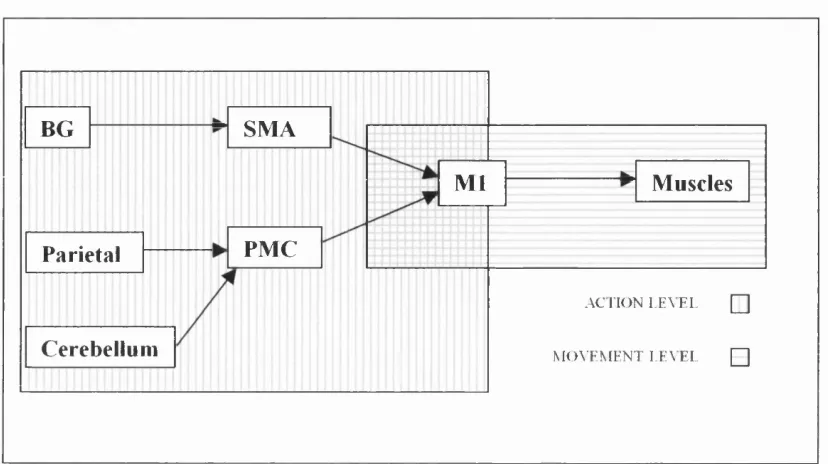 Figure 1.2. Schematic of the main motor associated projections into the primary motor area, via the 