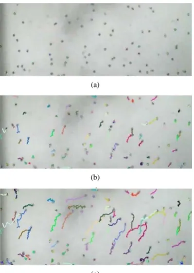 Figure 7. The results of applying the new Cell Segmentation and Tracking system to DateSet 2: (a) At frame 2; (b) At frame 22; (c) At frame 45