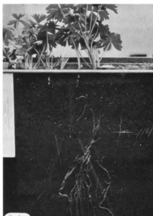 Table 2. Production through the grow- ing season (grams, dry weight) of Plants repeatedly clipped at the soil surface at three intervals from snow melt in the spring to freeze-up in the fa,l.l 