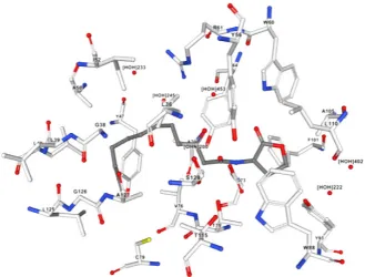 Figure 2.   Figure of docking simulation between N-heptanoyl-L-homoserine lactone and the LasR complex [11] 