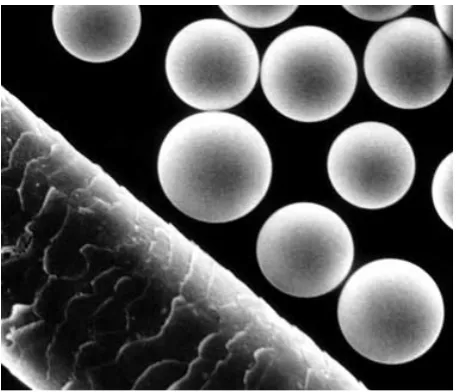 Figure 4. Microscopic view of Yttrium-90 microspheres beside a strand of hair [1].                    