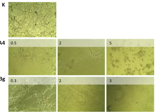 Figure 2 shows the total inhibition of germination and hyphae formation of azo compound 3g on C