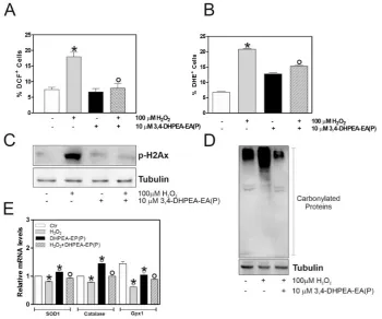 Figure 3. 3,4-DHPEA-EA(P) plays an antioxidant function in H2O2-treated C2C12 myocytes