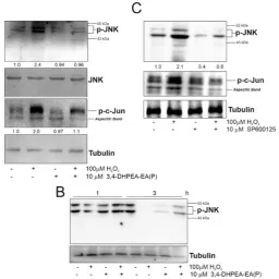 Figure 4. 3,4-DHPEA-EA(P) inhibits p-JNK/c-Jun axis and degeneration-related cellular molecular markers