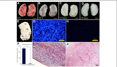Fig. 1 Chronological macroscopic and microscopic changes of the human ovary during SLES-based decellularization process.content after decellularization