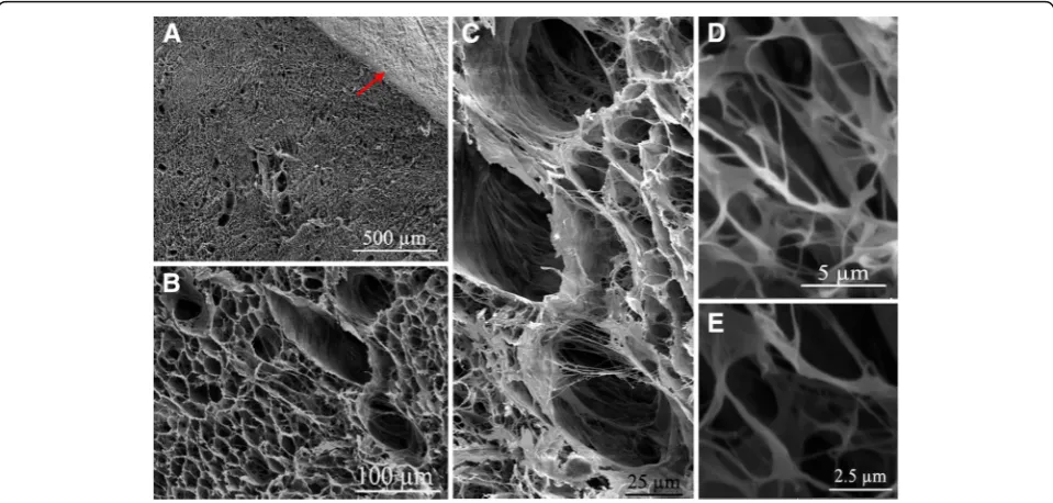 Fig. 3 Immunohistochemical validation of extracellular matrix proteins that have been preserved in the decellularized matrix