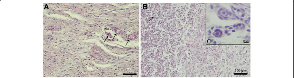 Fig. 5 Cytocompatibility assessment of decellularized ovarian scaffold. To assess soluble toxicity, HWJMSCs at a density of 1.0 × 10into the matrix (6, we seededthe cells onto each scaffold and cultured 1, 3 and 7 days
