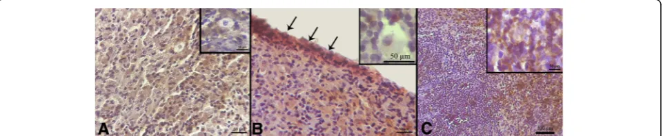 Table 1 The number of follicles in the POCs-DS grafts 4 weeks post-transplantation