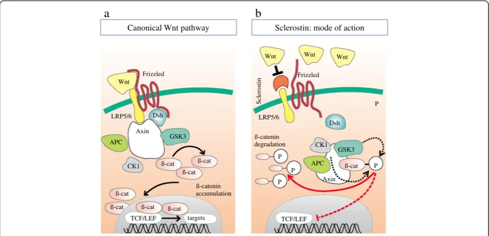 Fig. 2 Interaction between sclerostin and Wnt signaling.binding the LRP-5/6-Frizzled receptor complex which in turn allows activation of thePhosphorylation oftranslocates into the nucleus, and modifies gene transcription