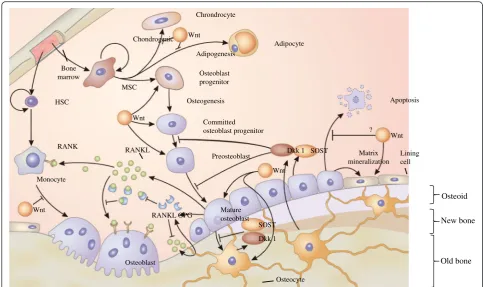 Fig. 3 Wnt signaling on bone cells. Osteoblasts derived from pluripotent mesenchymal stem cells